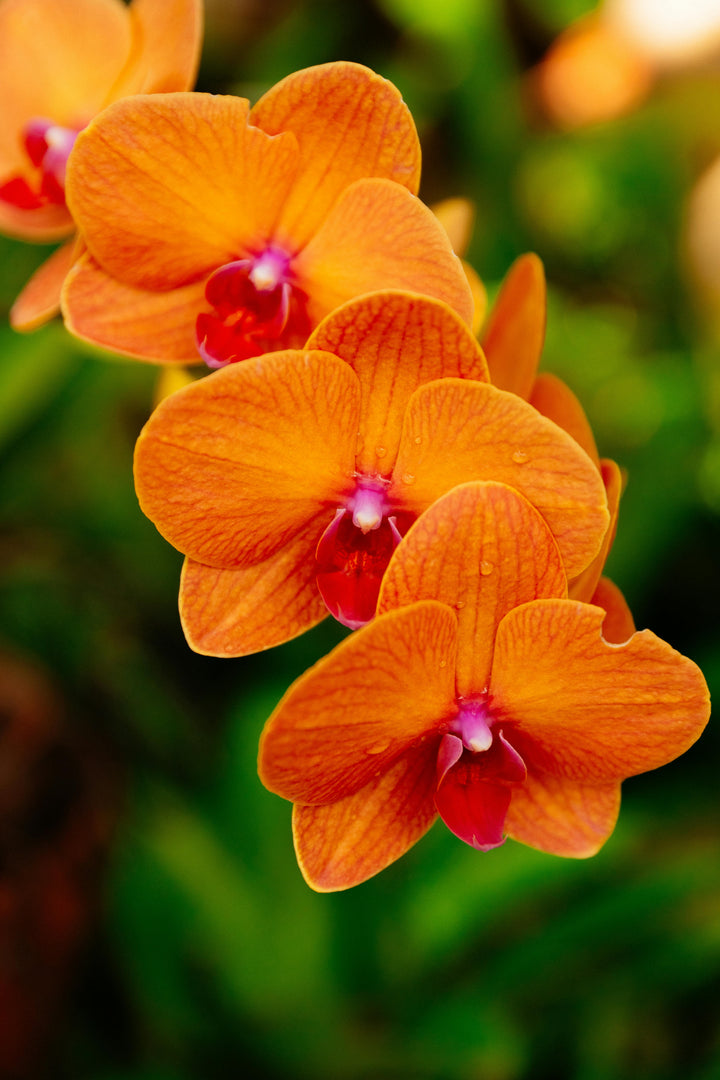 Orange Orchid Flower Seeds – Heirloom, Non-GMO, High Germination Seeds
