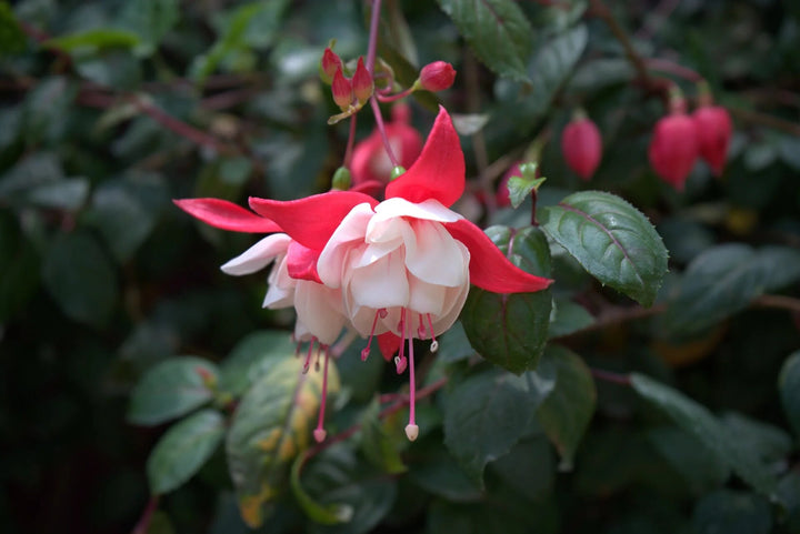Red White Fuchsia Flower Seeds – Heirloom, Non-GMO, High Germination Organic Garden