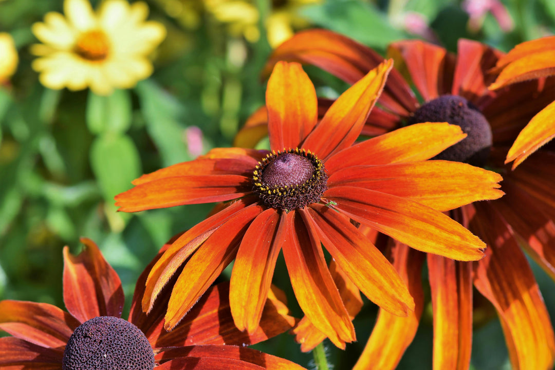 Orange Rudbeckia Flower Seeds – Heirloom, Non-GMO, High Germination Seeds