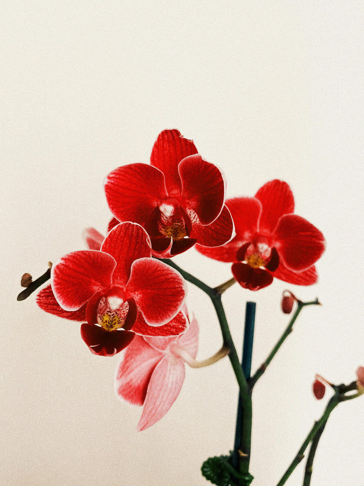 Red Blooming Orchid Flower Seeds – Heirloom, Non-GMO, High Germination Organic Garden Seeds for Planting