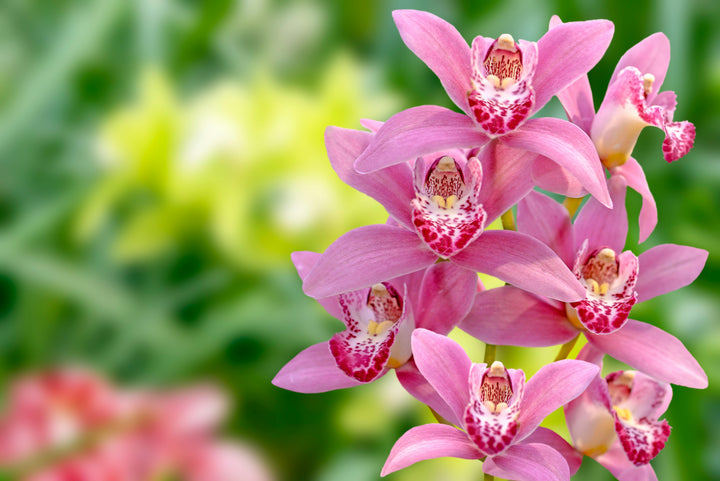 Cymbidium Flower Seeds Pink for Planting – Heirloom Non-GMO High Germination Seeds