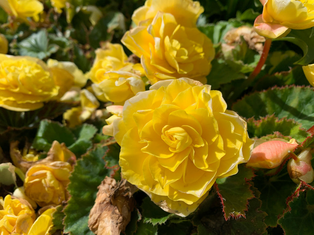 Yellow Begonia Flower Seeds for Planting – Heirloom Non-GMO High Germination Organic Seeds