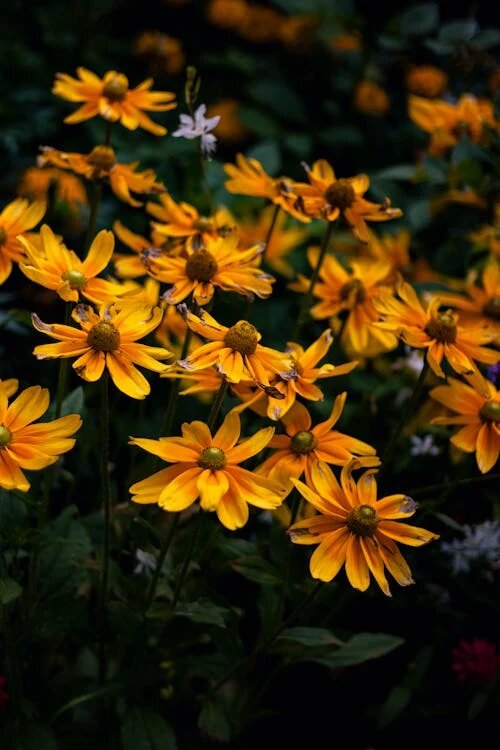 Semillas de flor Dama de Noche Naranja – De herencia, no transgénicas, de alta germinación, semillas orgánicas para jardín