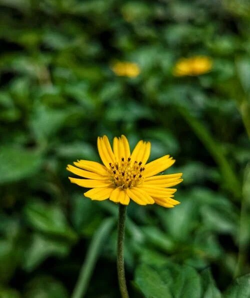 Gelbe Bidens Pilosa Blumensamen zum Pflanzen, samenfest, gentechnikfrei, hohe Keimrate, Bio-Gartensamen