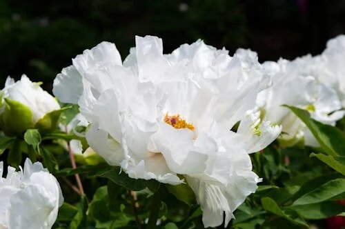 White Paeonia Flower Seeds – Heirloom, Non-GMO, High Germination Seeds