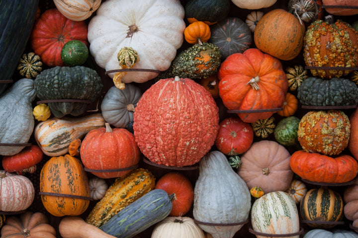 Mixed Pumpkin Seeds for Planting – Heirloom, Non-GMO, High Germination Seeds