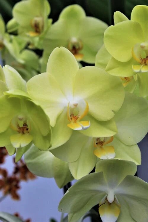 Green Phalaenopsis Orchid Flower Seeds – Heirloom, Non-GMO, High Germination Seeds