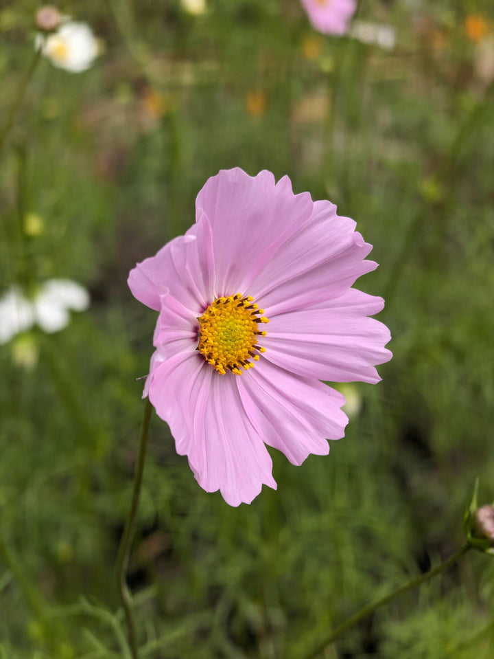 Pale Pink Chamomile Flower Seeds – Heirloom Non-GMO High Germination Garden Seeds
