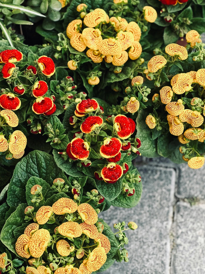 Calceolaria Herbeohybrida Flower Seeds – Heirloom, Non-GMO, High Germination Organic Seeds