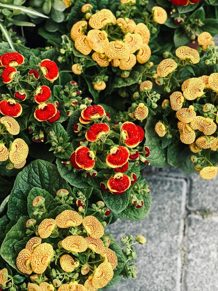 Calceolaria Flower Seeds Mixed – Heirloom, Non-GMO, High Germination Seeds