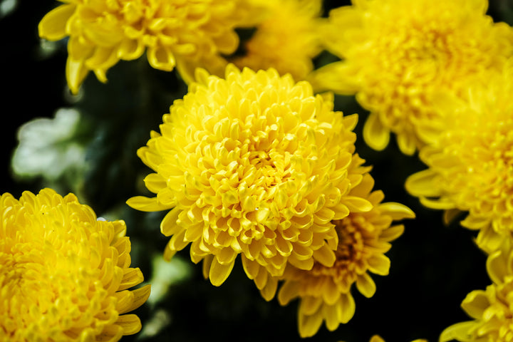 Yellow Chrysanthemum Flower Seeds – Heirloom, Non-GMO, High Germination Seeds