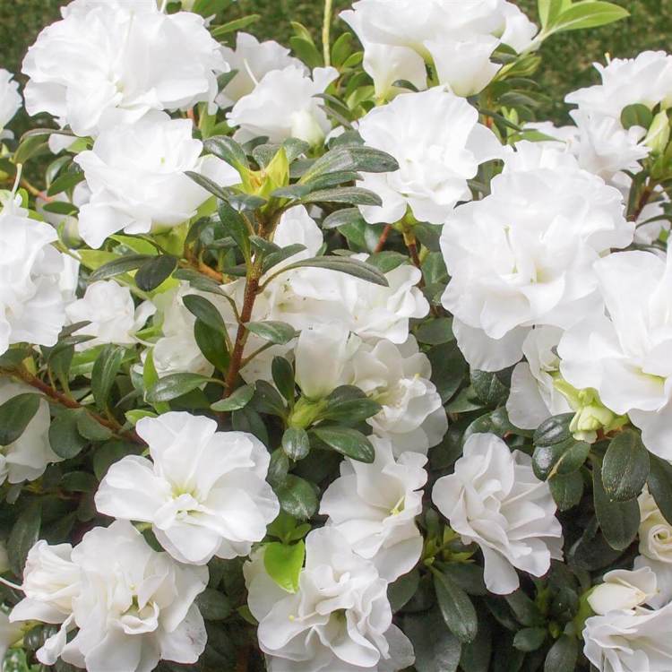 White Azalea Flower Seeds for Planting Heirloom Non-GMO High Germination Organic Garden Seeds