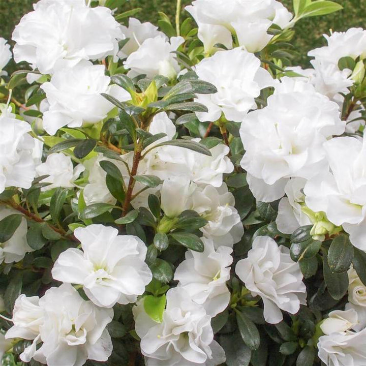 White Azalea Flower Seeds for Planting Heirloom Non-GMO High Germination Organic Garden Seeds