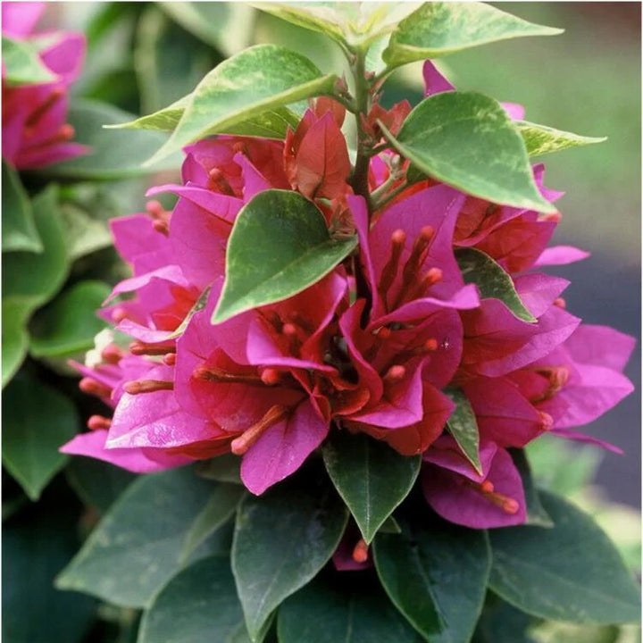 Riesen-Bougainvillea-Samen (Pink) zum Pflanzen – samenecht, gentechnikfrei, hohe Keimrate