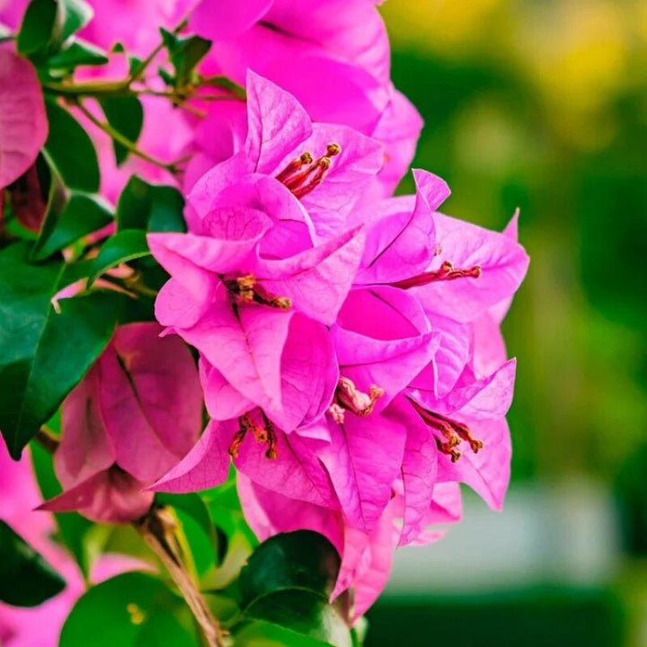 Semillas de Buganvilla Trepadora Rosa para Sembrar – Semillas Heirloom No Modificadas Genéticamente