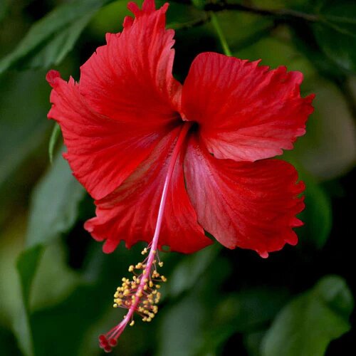 Hibiscus Flower Seeds Red – Heirloom, Non-GMO, High Germination Seeds
