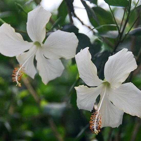 White Hibiscus Flower Seeds – Heirloom, Non-GMO, High Germination Seeds