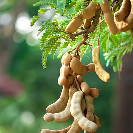 Tamarind Tree Seeds for Planting – Heirloom, Non-GMO, High Germination Seeds