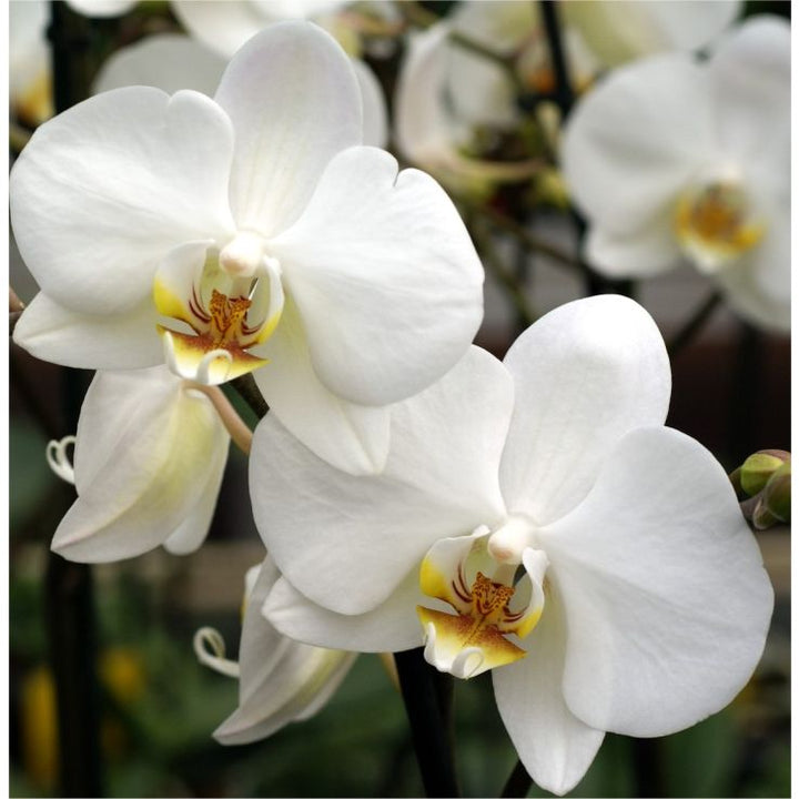 Orchid Flower Seeds White – Heirloom, Non-GMO, High Germination Seeds