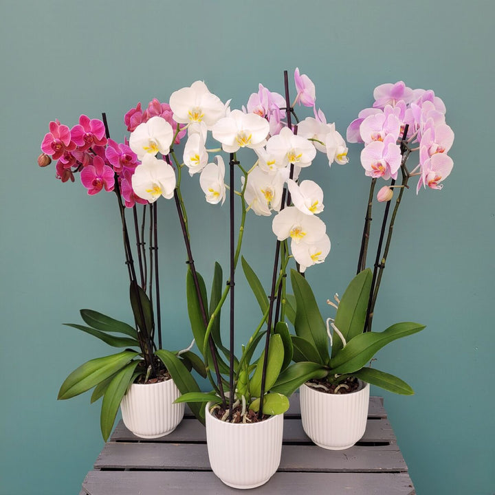 Semillas de flores de orquídeas Phalaenopsis mixtas – Cimelio, sin OMG, alta germinación, semillas orgánicas de jardín para plantar