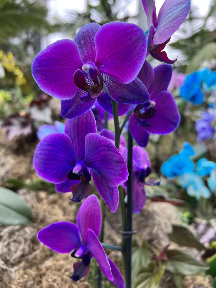 Violet Cymbidium Flower Seeds – Heirloom Non-GMO High Germination Seeds