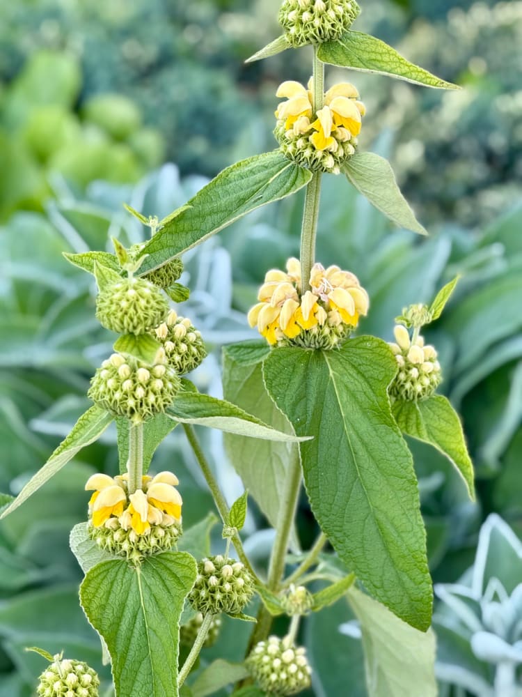 Jerusalem Flower Seeds – Heirloom, Non-GMO, High Germination Seeds for Planting