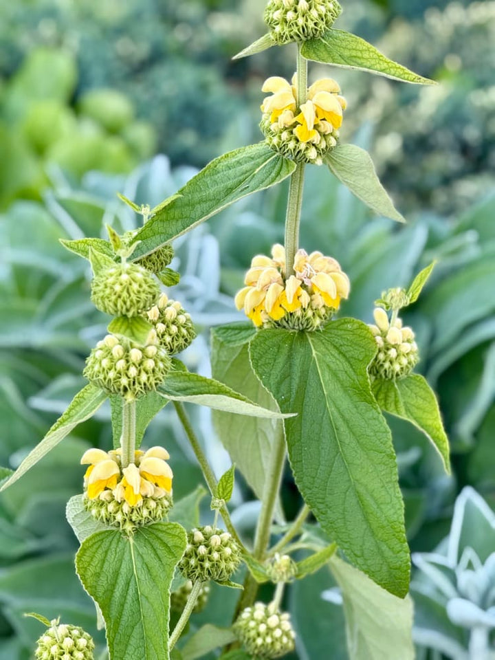 Jerusalem Flower Seeds – Heirloom, Non-GMO, High Germination Seeds for Planting
