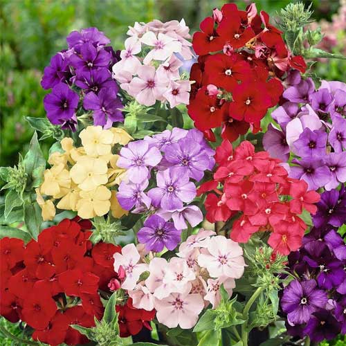 phlox beauty flower seeds
