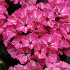 phloxgrammypinkandwhiteimportedheirloomnongmohighgerminationorganicgarden flower seeds