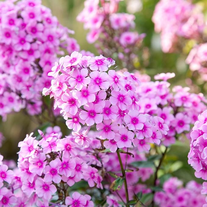 phlox phlox flower seeds