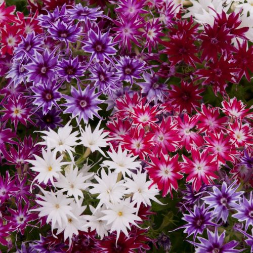 phlox popstar flower seeds