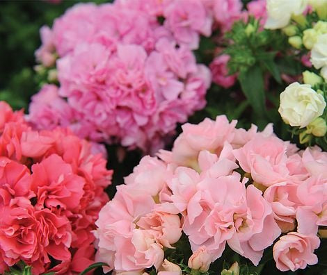 phloxpromiseimporteheirloomnongmohighgerminationorganicgarden flower seeds