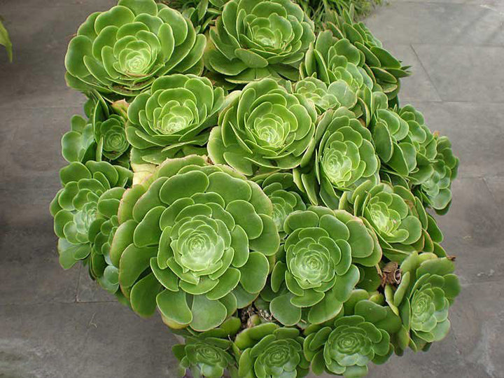 Green Aeonium Greenovia Succulent Flower Seeds – Heirloom, Non-GMO Seeds