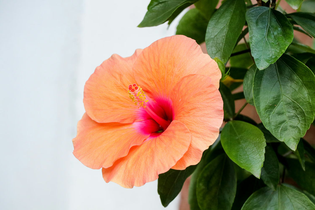 Pink Orange Hibiscus Flower Seeds – Heirloom, Non-GMO, High Germination Seeds