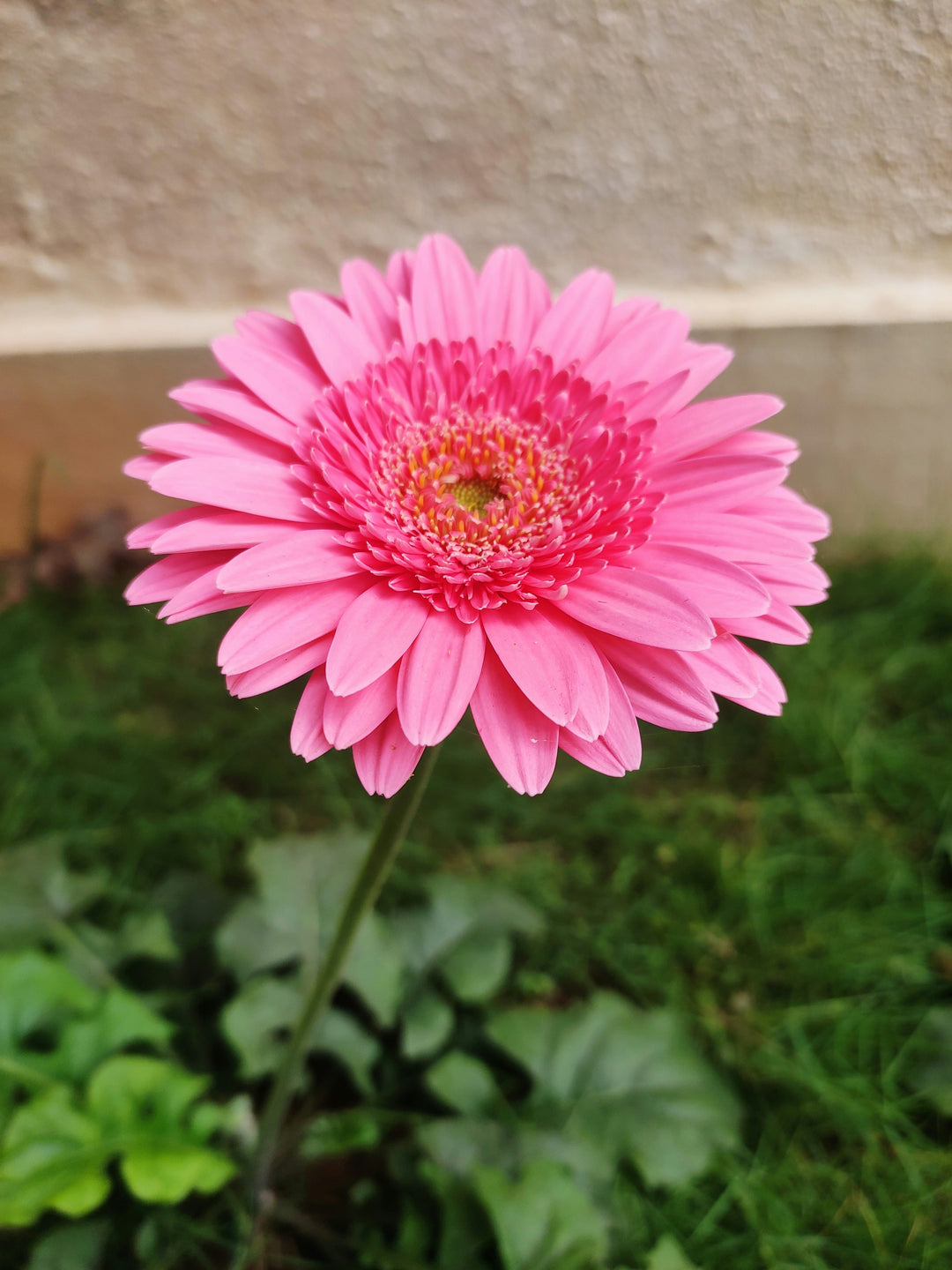 Semillas de Caléndula Rosa – Heirloom, No Transgénicas, Alta Germinación para Siembra