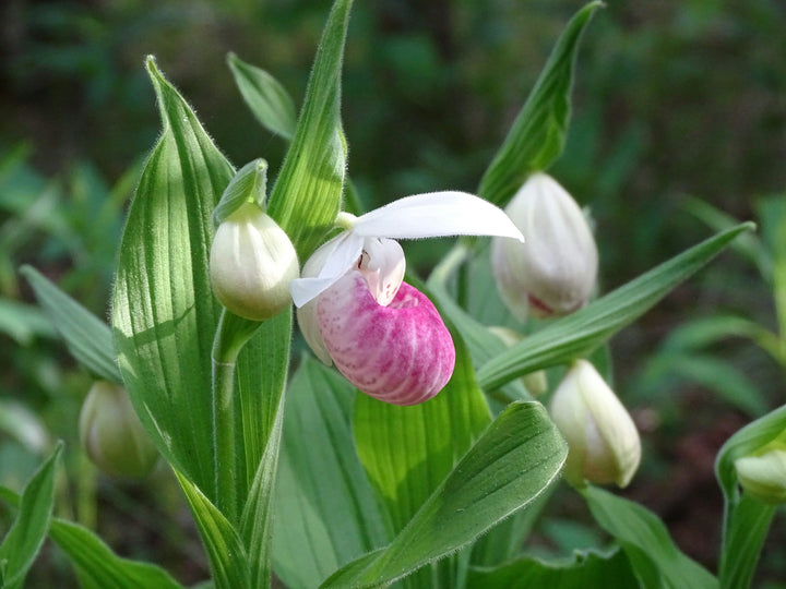White Pink Cypripedioideae Flower Seeds Heirloom Non-GMO High Germination Organic Garden Seeds for Planting