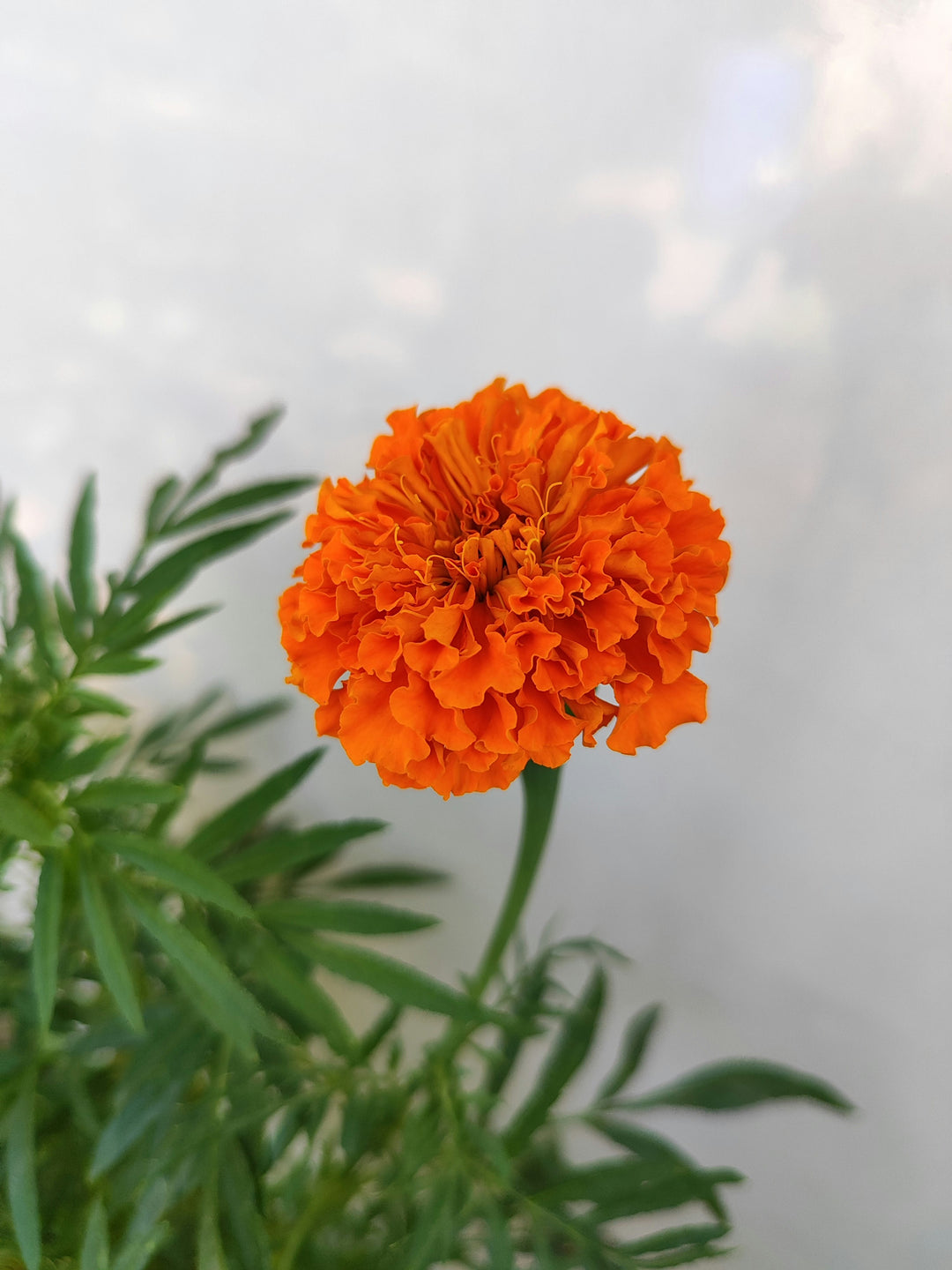 Orange Marigold Flower Seeds for Planting – Heirloom Non-GMO, High Germination Organic Garden Seeds