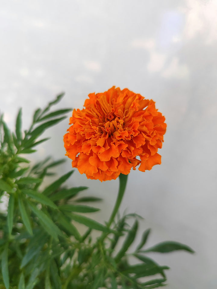 Orange Marigold Flower Seeds for Planting – Heirloom Non-GMO, High Germination Organic Garden Seeds