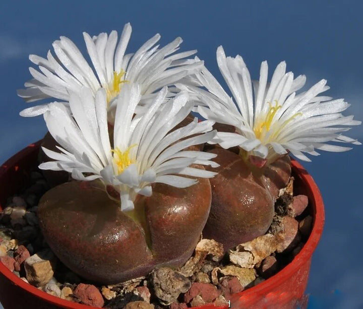 Conophytum Flower Seeds White for Planting – Heirloom Non-GMO High Germination Seeds
