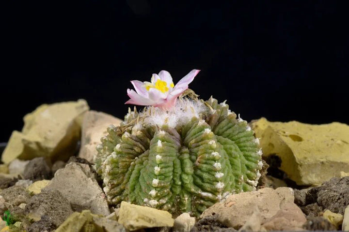 Grains Aztekium Ritteri Flower Seeds – Heirloom, Non-GMO, High Germination Seeds