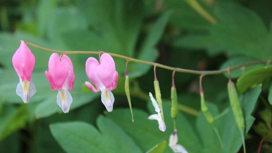 Light Pink Bleeding Heart Flower Seeds Heirloom Non-GMO High Germination Organic Garden Seeds for Planting