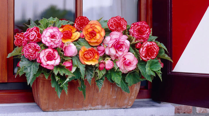 Double Begonia Flower Seeds – Heirloom Non-GMO High Germination Seeds