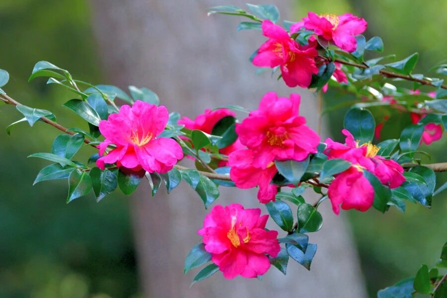 Semillas de Camelia Rosa Oscura – Semillas Ecológicas, Orgánicas, No Modificadas Genéticamente, para Jardín