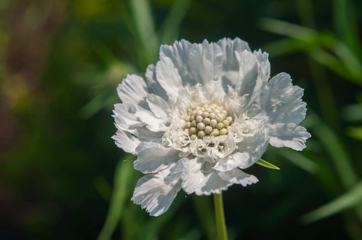Semillas de Escabiosa Blanca para Sembrar – Herencia, No OGM, Semillas Orgánicas de Jardín de Alta Germinación