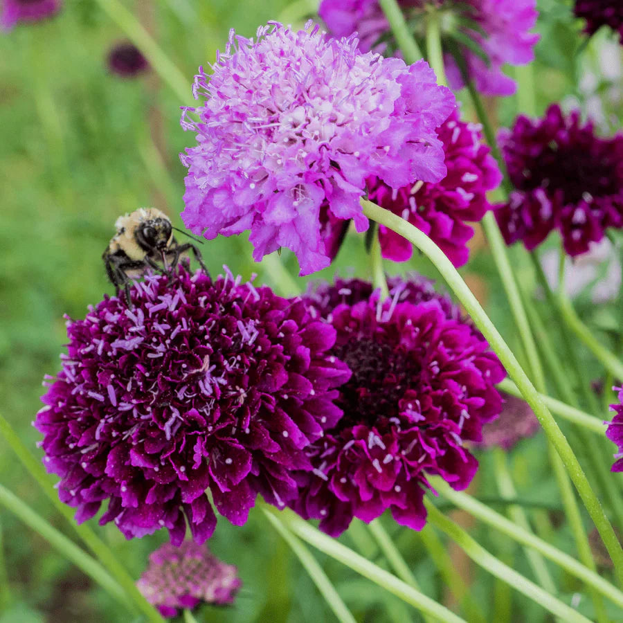 scabiosa cutbrite flower seeds