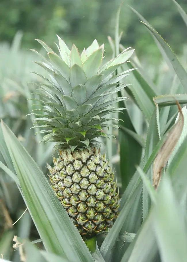 Pineapple Seeds Green for Planting – Heirloom Non-GMO High Germination Organic Garden Seeds