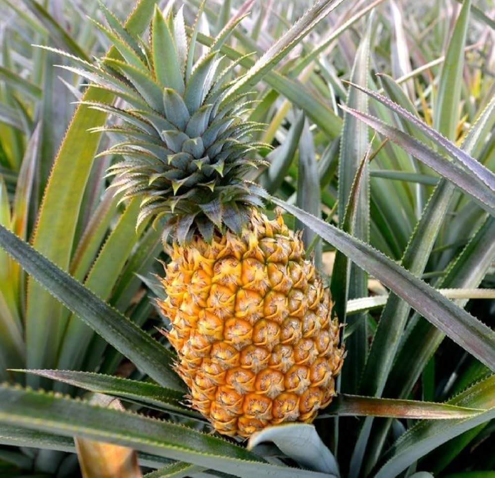 pineapple ananas flower seeds