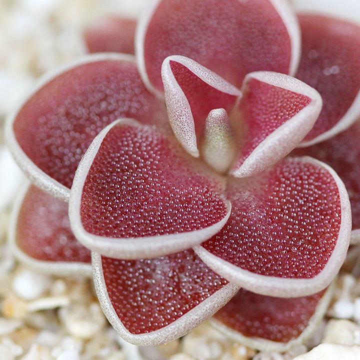Red Butterwort Flower Seeds – Heirloom, Non-GMO, High Germination Seeds for Planting, Organic Garden Seeds