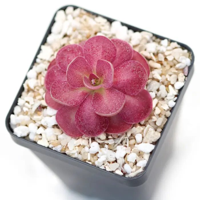Red Butterwort Flower Seeds – Heirloom, Non-GMO, High Germination Seeds for Planting, Organic Garden Seeds