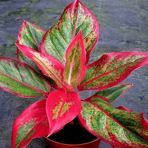 Aglaonema Flower Seeds for Planting – Heirloom Non-GMO High Germination Organic Garden Seeds